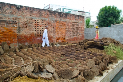 Buffalo dung for fuel