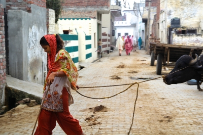 Young girl leading the buffalo