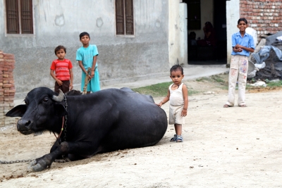 Baby with buffalo