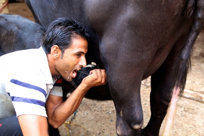 Drinking straight from the buffalo’s udder