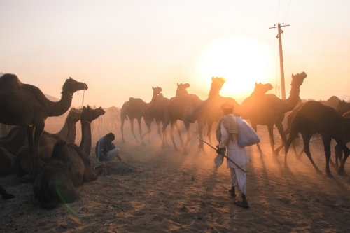 20131112-Camels-sunset-Pushkar