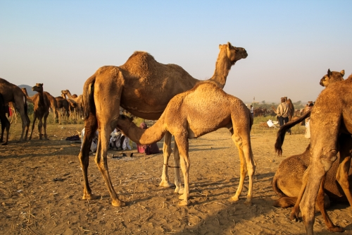 Camels-milk-Pushkar-fair-Rajasthan