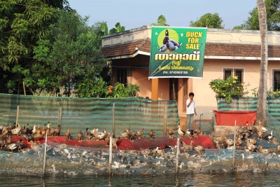 Ducks for sale in Kerala's backwaters.